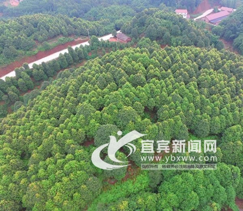 首批中国特色农产品优势区名单&nbsp;宜宾油樟上榜