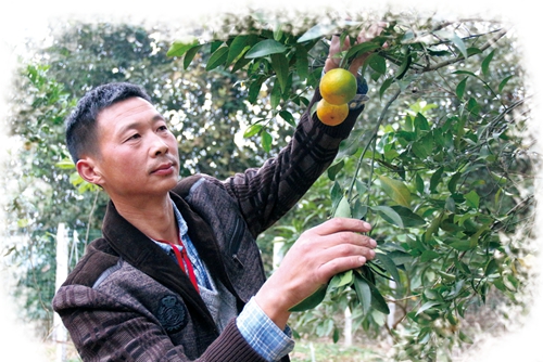 王跃洪：一抹土情绕心间&nbsp;情到农时人自醉(图2)