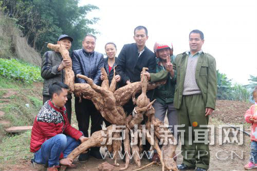 纳溪农户竹林挖出巨型葛根&nbsp;重达170斤！