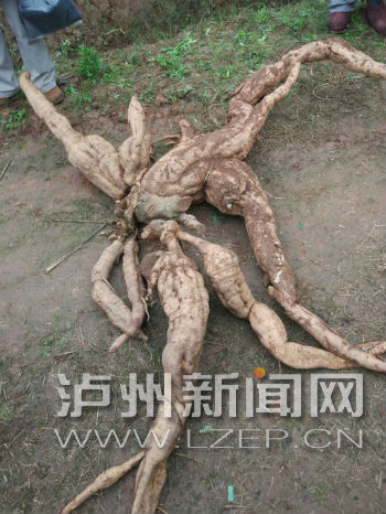 纳溪农户竹林挖出巨型葛根 重达170斤!(图2) 纳溪农户竹林挖出巨型葛根 重达170斤!(图2)