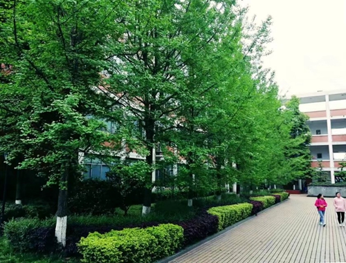 兰玉平:泸县二中草木志(冬)(图4) 兰玉平:泸县二中草木志(冬)(图4)