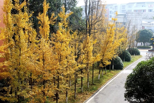 兰玉平:泸县二中草木志(冬)(图12) 兰玉平:泸县二中草木志(冬)(图12)