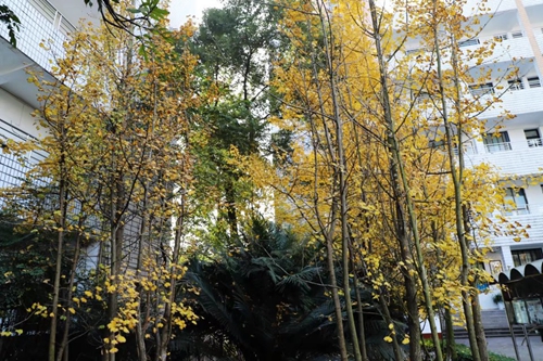兰玉平:泸县二中草木志(冬)(图15) 兰玉平:泸县二中草木志(冬)(图15)