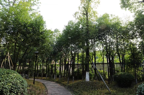 兰玉平:泸县二中草木志(冬)(图18) 兰玉平:泸县二中草木志(冬)(图18)
