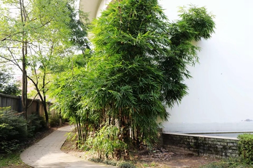 兰玉平:泸县二中草木志(冬)(图20) 兰玉平:泸县二中草木志(冬)(图20)