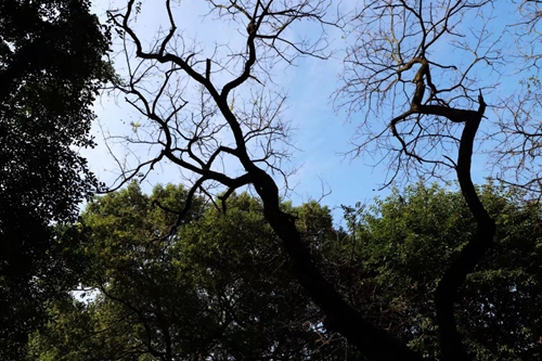 兰玉平:泸县二中草木志(冬)(图46) 兰玉平:泸县二中草木志(冬)(图46)