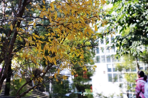 兰玉平:泸县二中草木志(冬)(图48) 兰玉平:泸县二中草木志(冬)(图48)