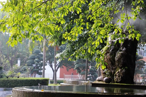 兰玉平:泸县二中草木志(冬)(图53) 兰玉平:泸县二中草木志(冬)(图53)