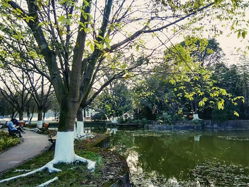张显柯：情系箩筐（美文阅读）(图1)