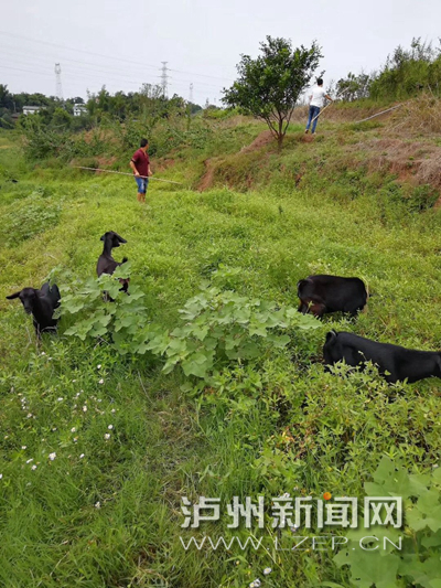 冬至未到泸州羊肉走俏 大街小巷飘散羊肉香(图2) 冬至未到泸州羊肉走俏 大街小巷飘散羊肉香(图2)