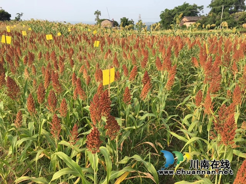 宜宾南溪区长兴镇加快推进乡村旅游发展