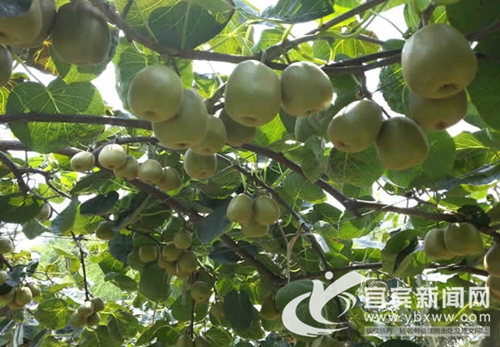 宜宾兴文又添国家地理标志保护产品(图1) 宜宾兴文又添国家地理标志保护产品(图1)