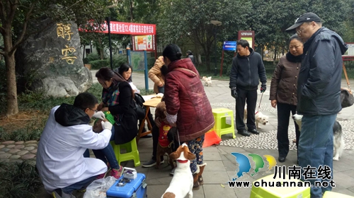 龙马潭红星街道500余只宠物猫狗享受免费狂犬疫苗(图1)