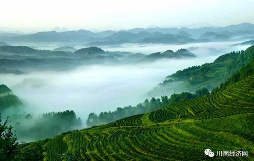 叶辛:正月早茶出泸州(图2) 叶辛:正月早茶出泸州(图2)