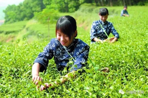 叶辛:正月早茶出泸州(图7) 叶辛:正月早茶出泸州(图7)