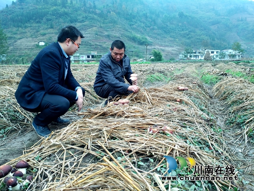 叙永水潦彝族乡大球盖菇大田试种成功(图1)