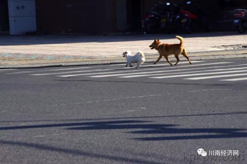 蒋子龙：千年传奇“江之阳”(图14)