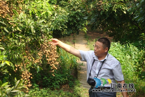 泸县太伏龙眼荣获国家级有机产品认证称号(图1)