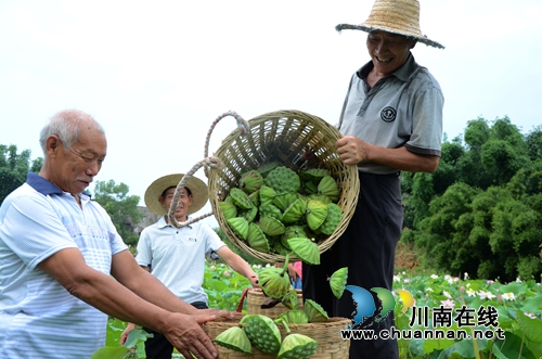 龙马潭：实施乡村振兴&nbsp;打造助农增收新引擎(图4)