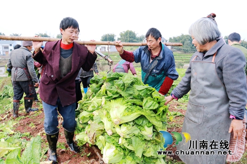 龙马潭：实施乡村振兴&nbsp;打造助农增收新引擎(图6)