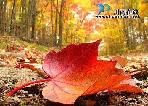薛迅涛：秋凉，添衣（美文欣赏）(图3)