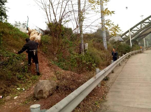 泸州老汉想出“奇招”&nbsp;竟欲借道高速赶羊