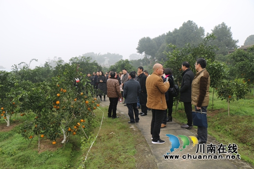泸县农林局召开经济作物产业发展暨果园管护现场会(图1)