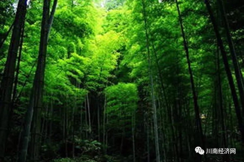 江子:泸州的油纸伞(图9) 江子:泸州的油纸伞(图9)