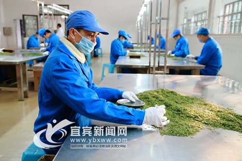 首批优质品牌 宜宾30个农产品有了金字招牌(图1) 首批优质品牌 宜宾30个农产品有了金字招牌(图1)