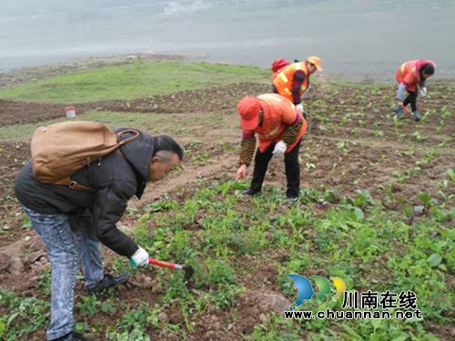红星街道开展沱江外滩地违规种植常态化清理
