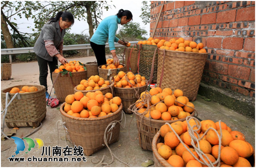 泸州：碧桂园生态城助销“甜橙”公益行启动(图3)