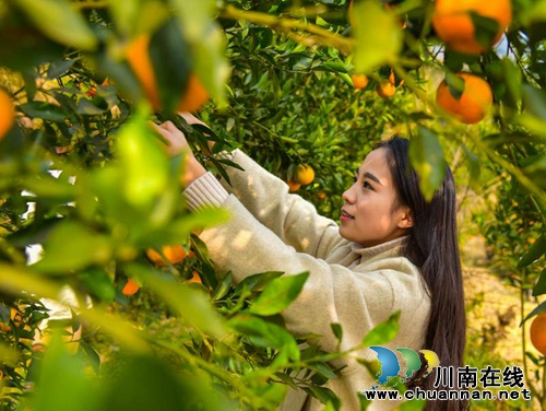 泸州叙永赤水河畔 万亩甜橙迎来丰收季(图1) 泸州叙永赤水河畔 万亩甜橙迎来丰收季(图1)