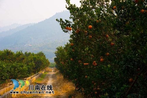 泸州叙永赤水河畔 万亩甜橙迎来丰收季(图2) 泸州叙永赤水河畔 万亩甜橙迎来丰收季(图2)