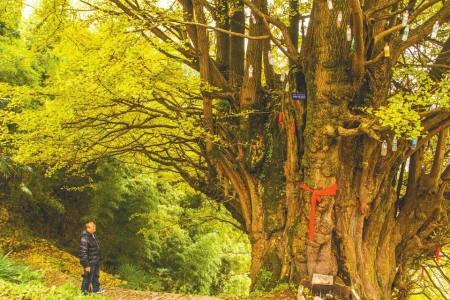 千年银杏藏叙永深山 村民自筹资金修建赏杏路(图1) 千年银杏藏叙永深山 村民自筹资金修建赏杏路(图1)