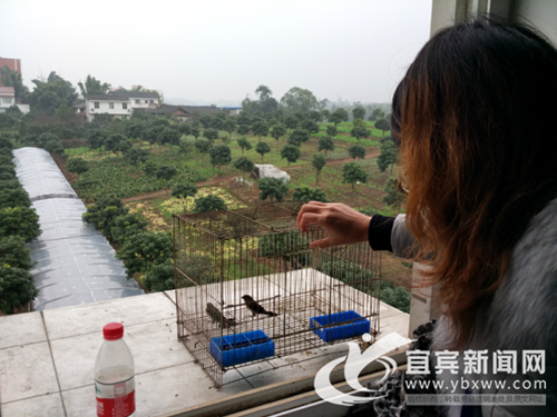 宜宾县查获一起非法猎捕贩卖白腰文鸟案(图1)