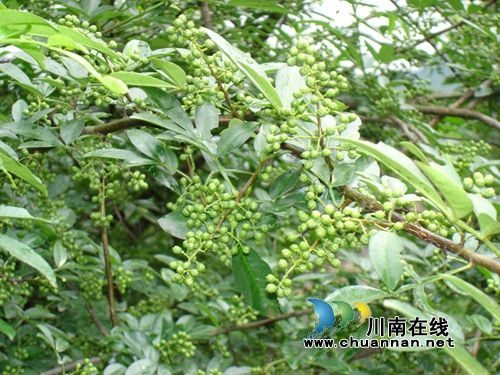 泸州张坝桂圆获国家地理标志保护产品命名(图2)