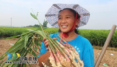 泸州张坝桂圆获国家地理标志保护产品命名(图3)