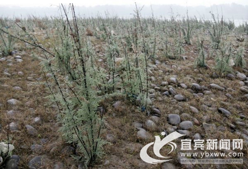 宜宾江安发现全国规模最大极度濒绝物种群(图1)