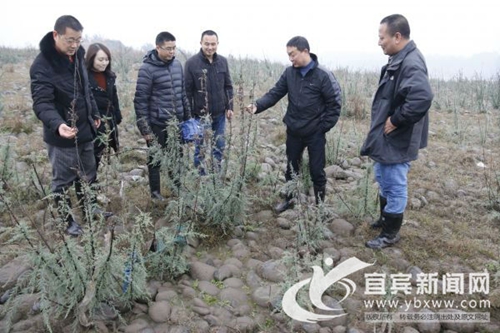 宜宾江安发现全国规模最大极度濒绝物种群(图2)