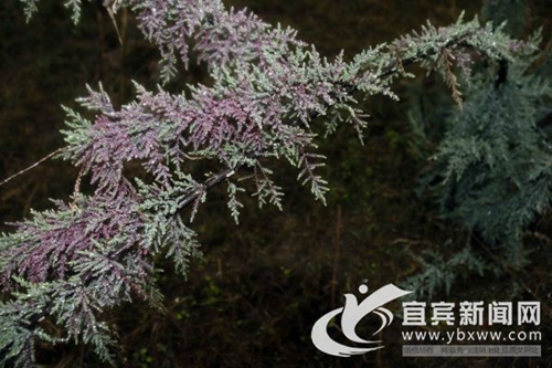 宜宾江安发现全国规模最大极度濒绝物种群