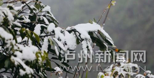 “求雪”成功&nbsp;泸州古蔺迎来首场降雪(图2)
