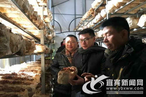 宜宾五粮液:聚焦产业帮扶 助推藏区奔小康(图1) 宜宾五粮液:聚焦产业帮扶 助推藏区奔小康(图1)