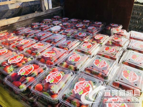 金沙江绿色农产品交流推介 宜宾屏山签约1.2亿(图2) 金沙江绿色农产品交流推介 宜宾屏山签约1.2亿(图2)