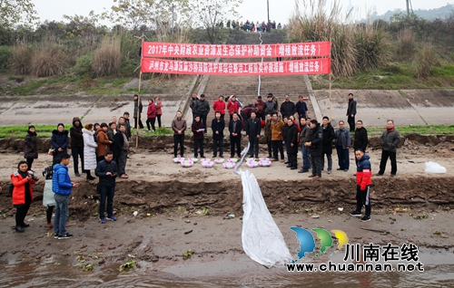 龙马潭区：9.5万尾珍稀鱼类放流长江(图3)