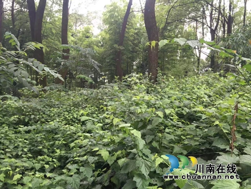 黄开贵：坡坡村第一书记（美文阅读）