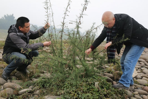 泸州纳溪濒危野生植物疏花水柏枝列入专项保护(图1)