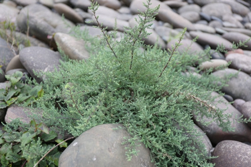 泸州纳溪濒危野生植物疏花水柏枝列入专项保护(图2)