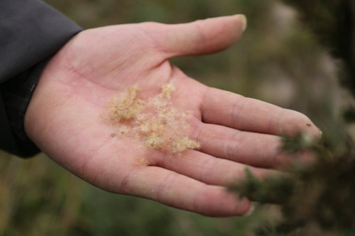 泸州纳溪濒危野生植物疏花水柏枝列入专项保护