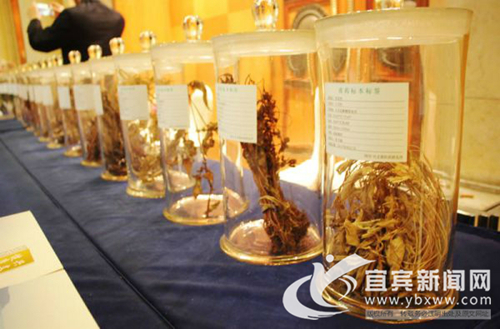 签约7个项目&nbsp;宜宾兴文打造中国苗医苗药之乡(图2)