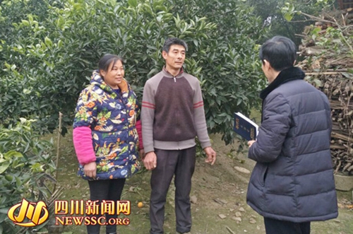 资中铁佛镇:塔罗科血橙丰收&nbsp;村民开心